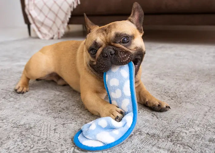 Destructive Dog Chewing: What Your Dog Is Trying to Tell You
