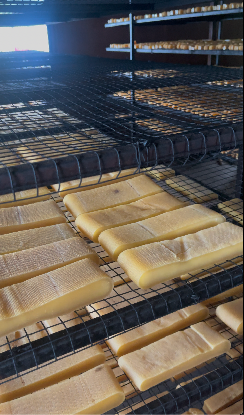 dog chew drying in  factory