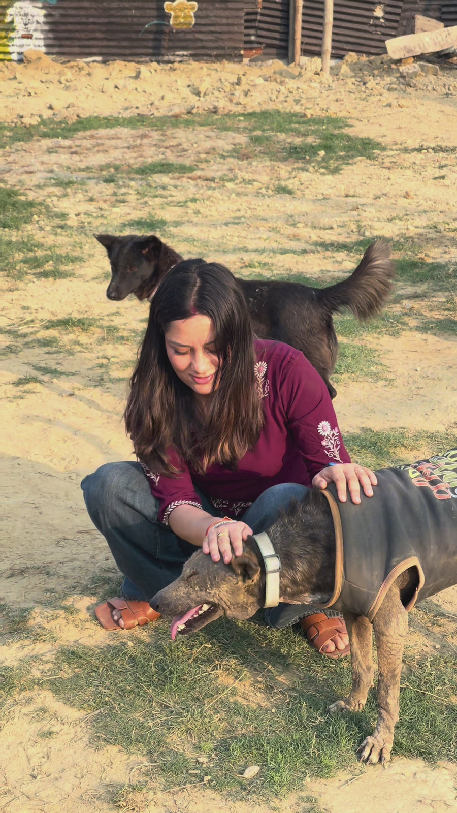 owner of virohana playing with dogs in dog center
