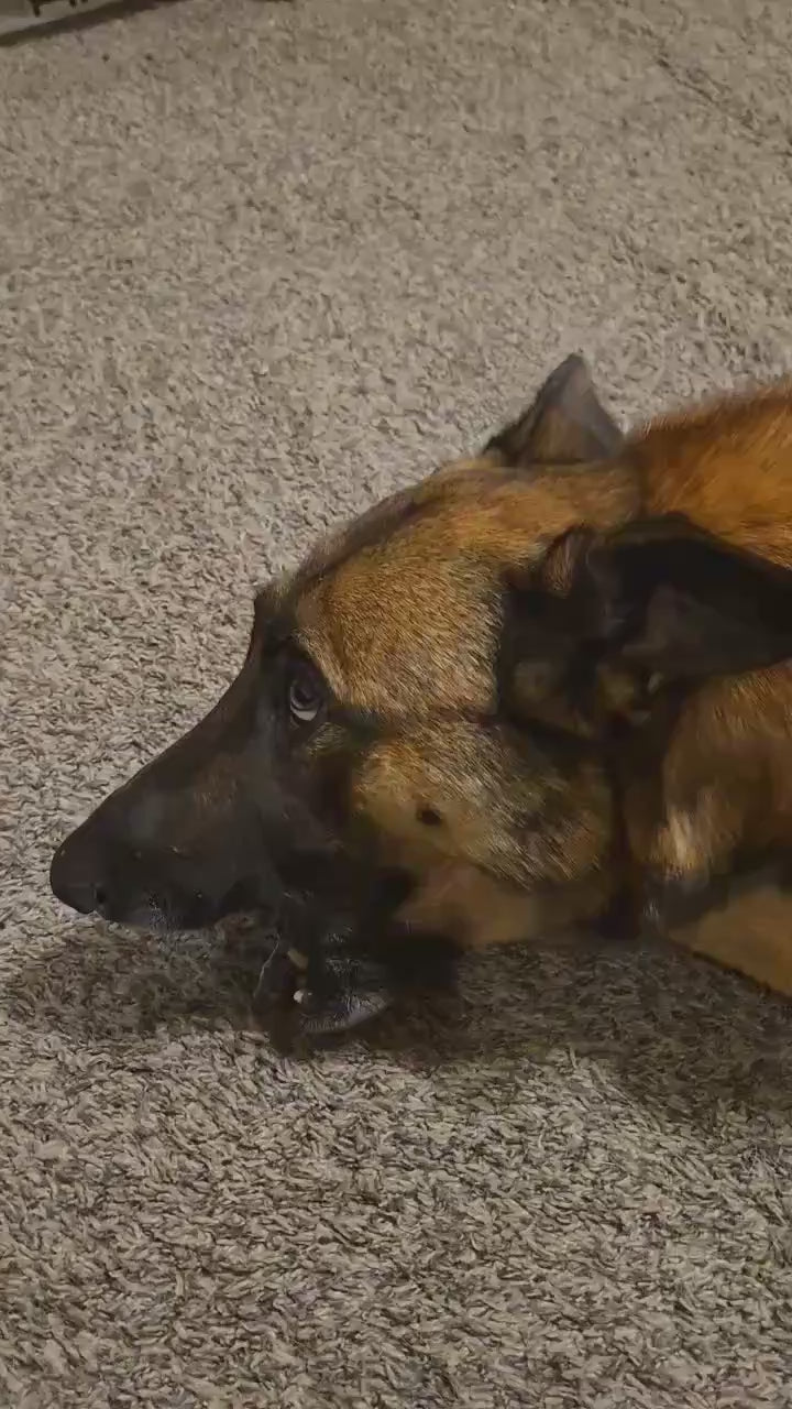 Dog chewing on dog chews of virohana and enjoying it
