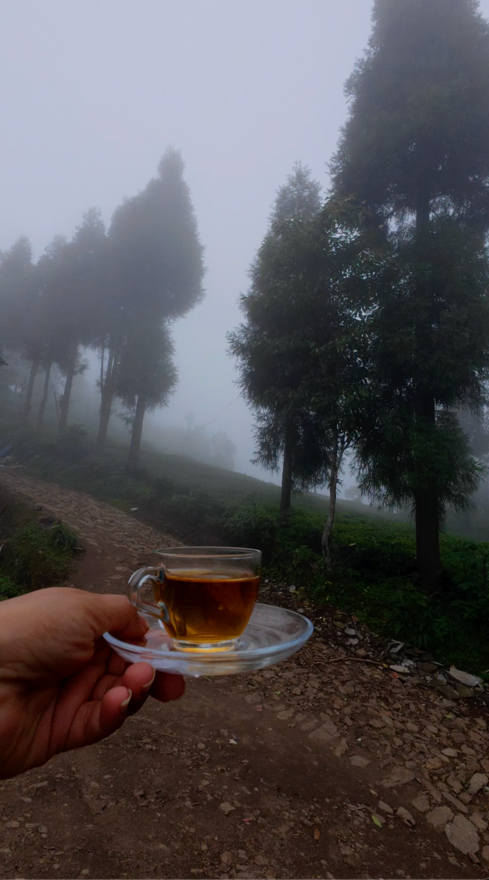 Hand holding a cup of tea with a misty forest background