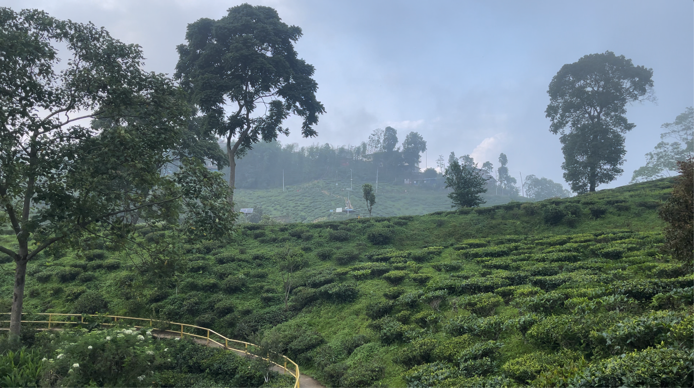 illam green tea graden